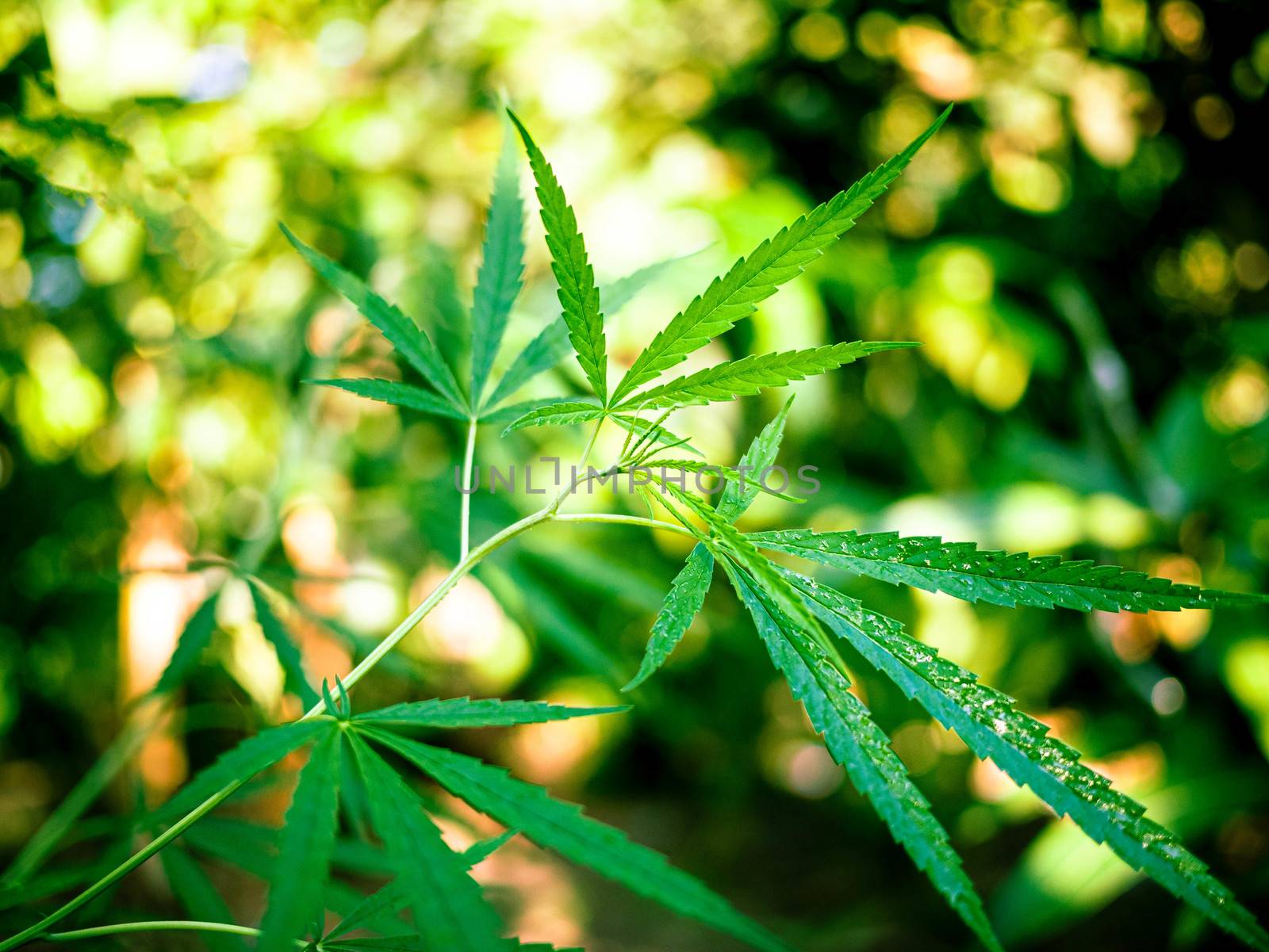 Green leaf of cannabis with sunlight on blurred background. Selective focus.