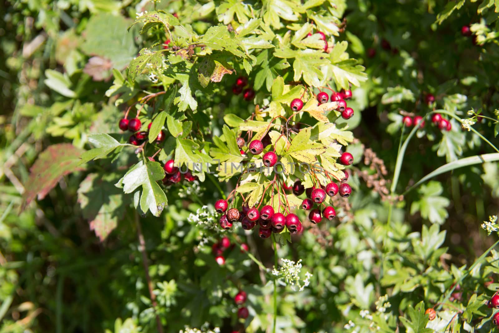 Hawthorn hedge with red berries by Dr-Lange