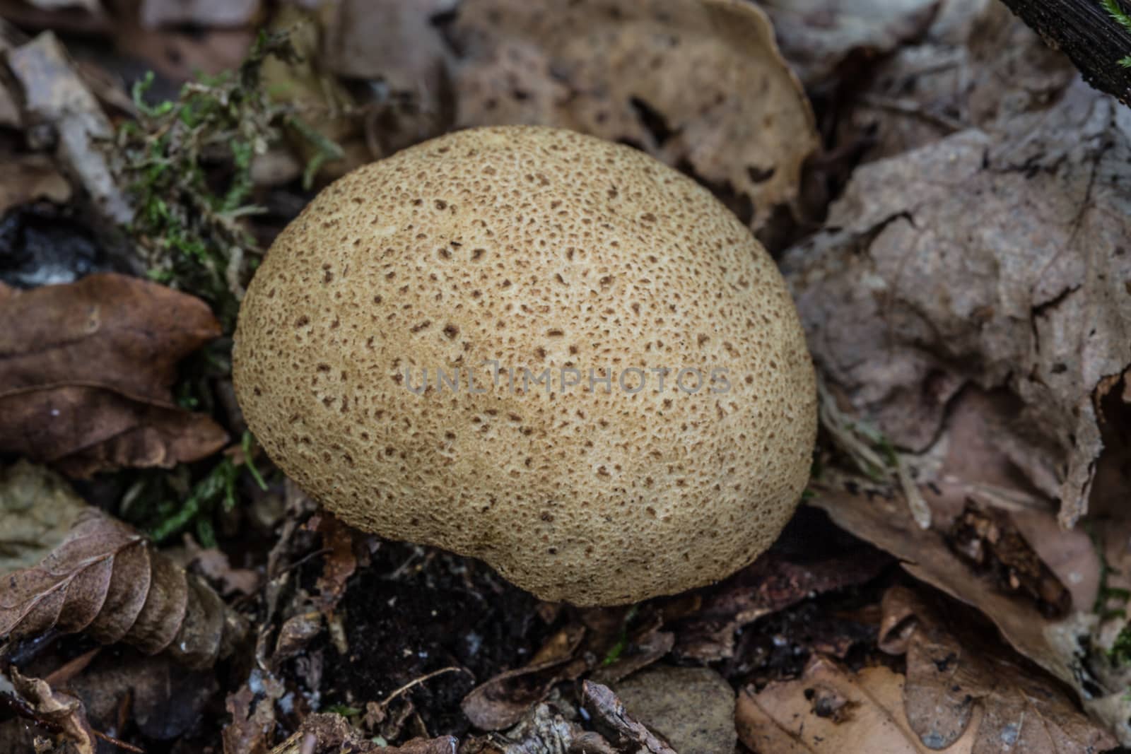 tasty edible mushroom on forest floor