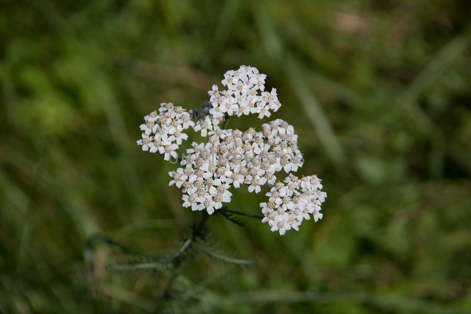 Yarrow with stems and white flowers in the meadow