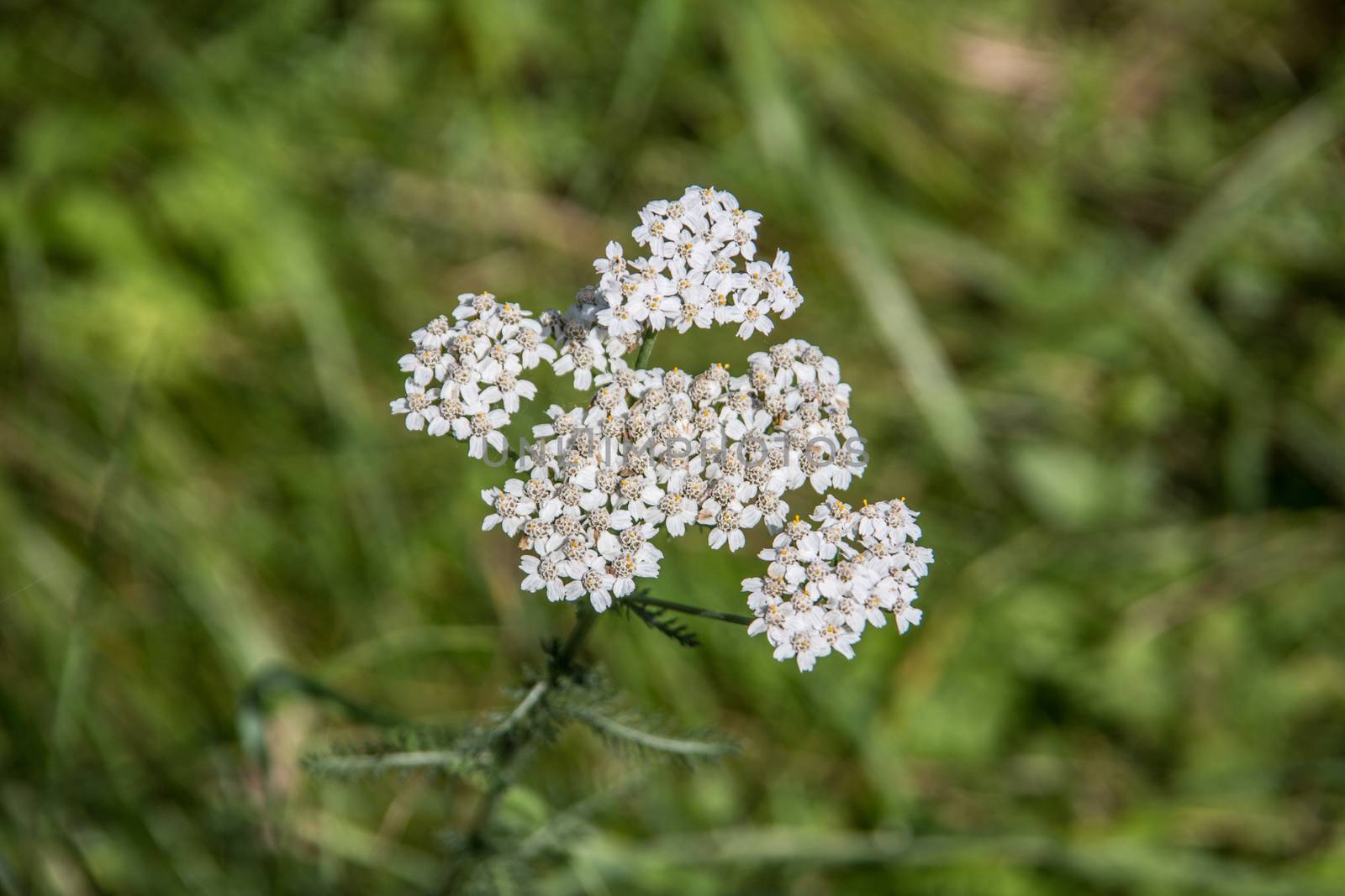 Yarrow with stems and white flowers in the meadow by Dr-Lange