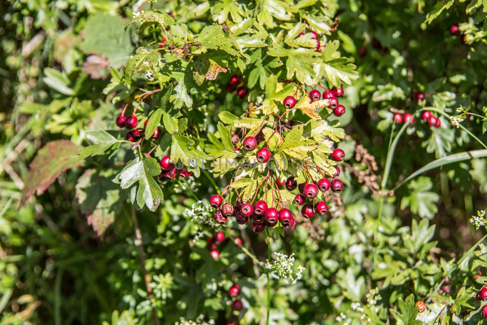 Hawthorn hedge with red berries by Dr-Lange