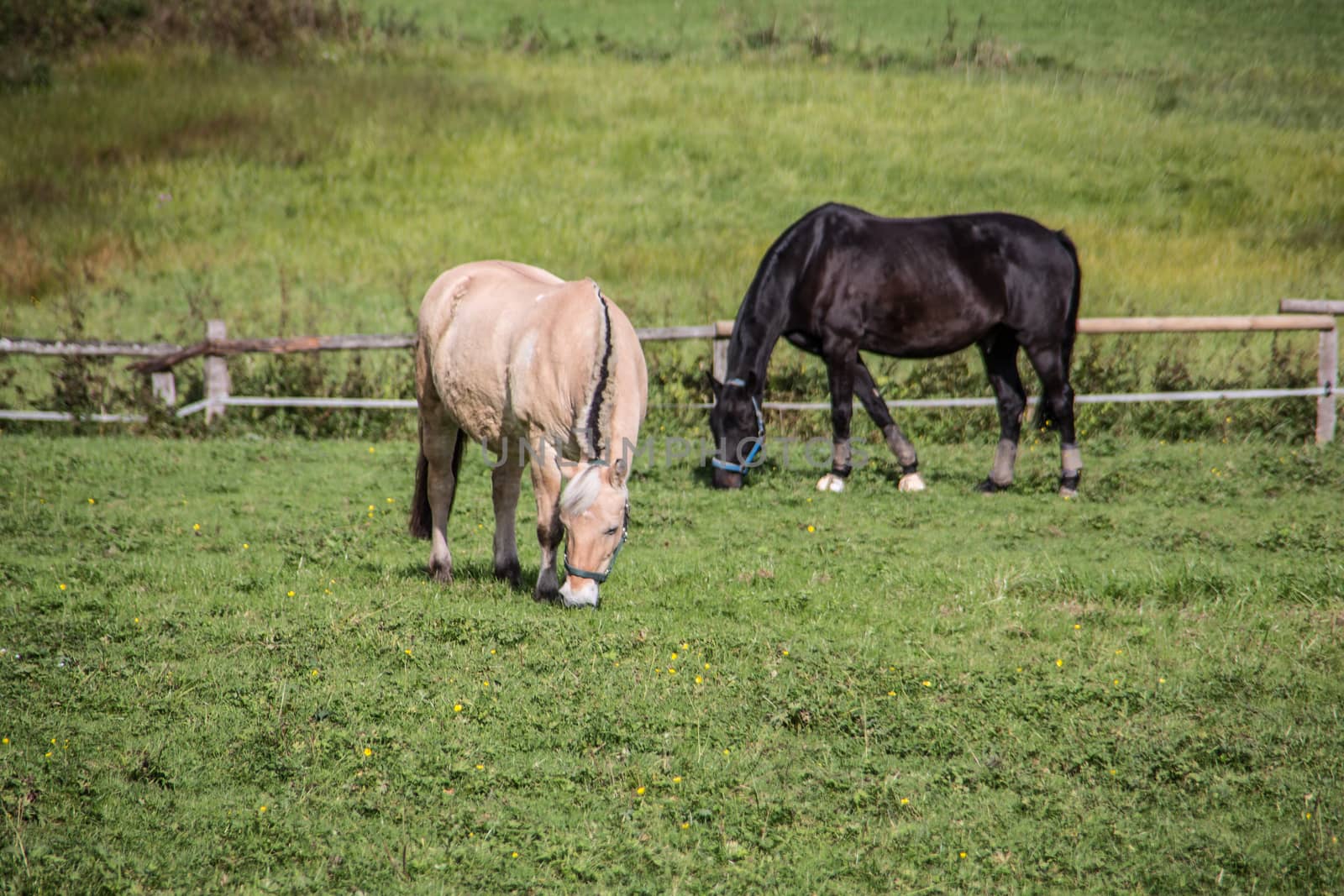 Horses grazing on pasture