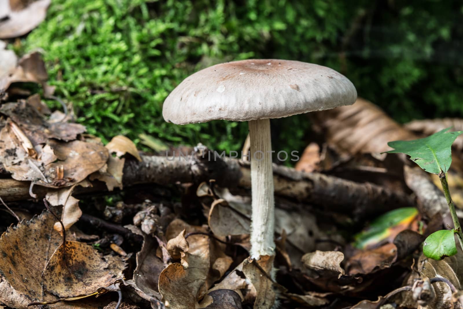 Stand mushrooms in the deciduous forest by Dr-Lange