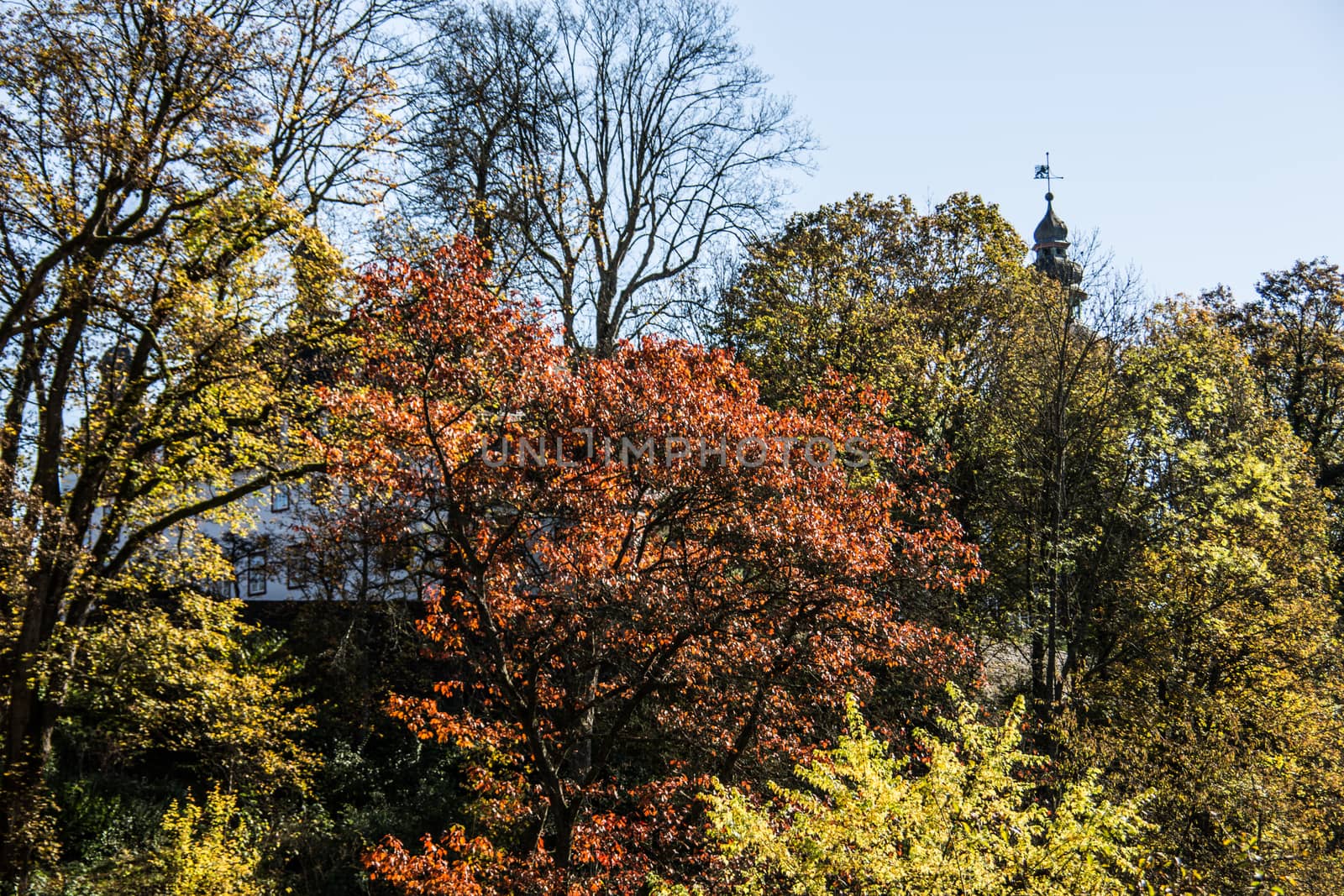 Trees with red-yellow autumn leaves