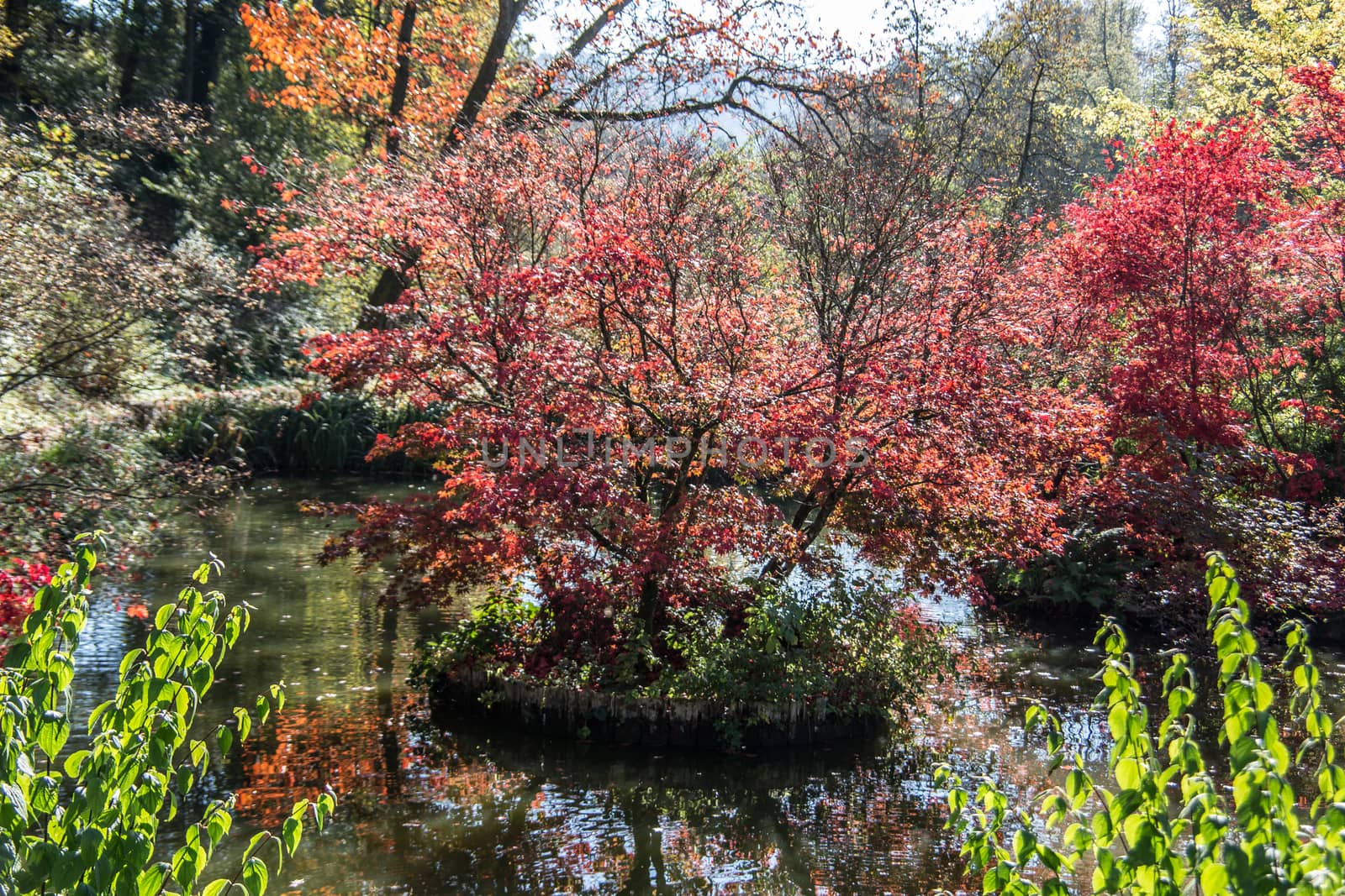 Trees with red-yellow autumn leaves