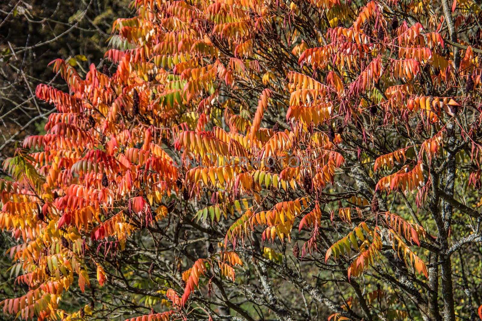 Trees with red-yellow autumn leaves