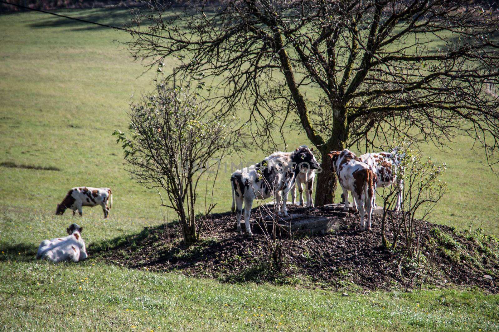 Cows seek shade under tree