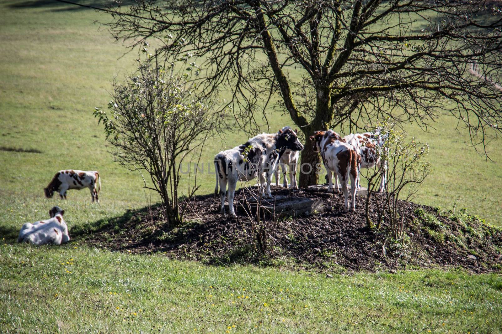 Cows seek shade under tree by Dr-Lange