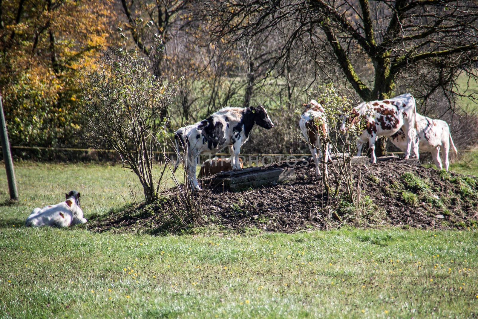 Cows seek shade under tree by Dr-Lange