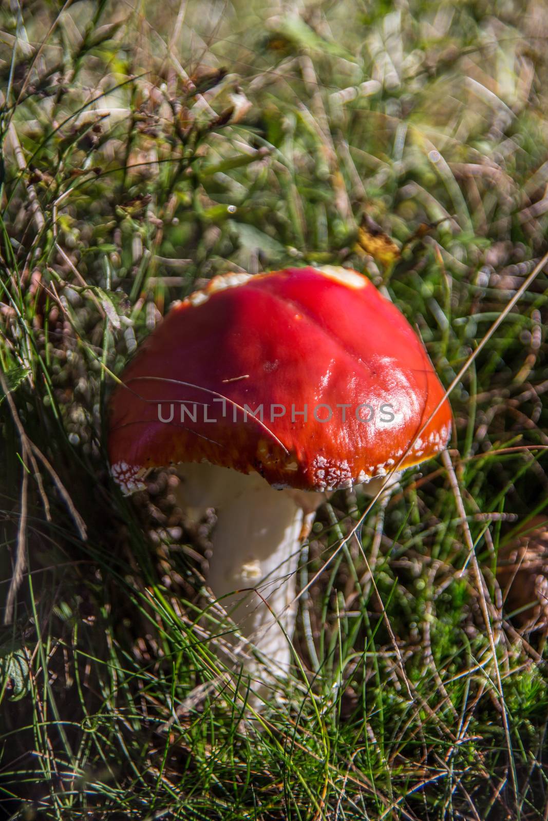 Toadstool with bright red cap in the grass by Dr-Lange