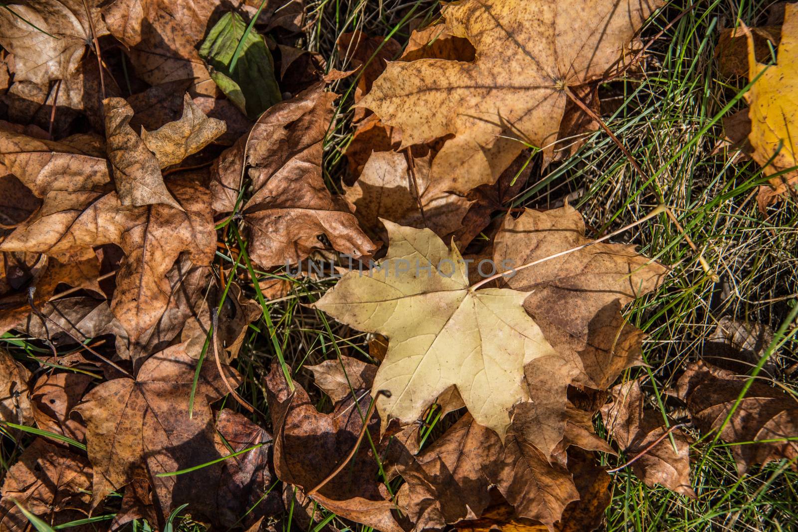 Colorful autumnal leaves in the grass by Dr-Lange