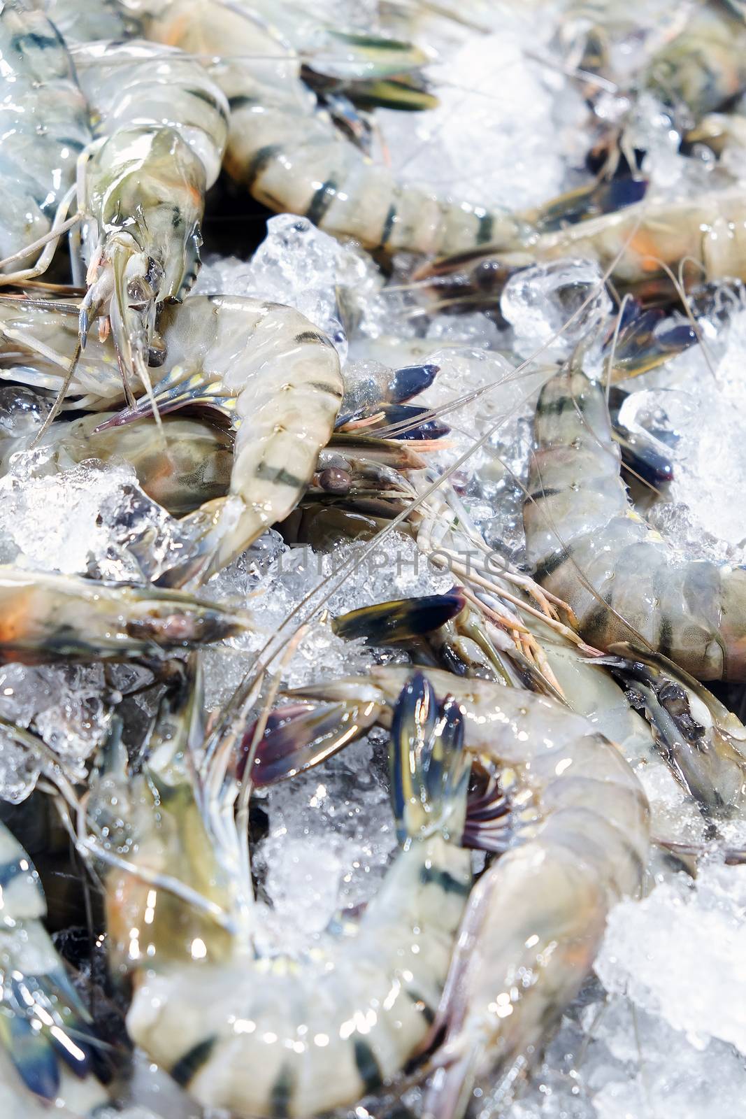 Fresh Prawn at seafood market by ponsulak