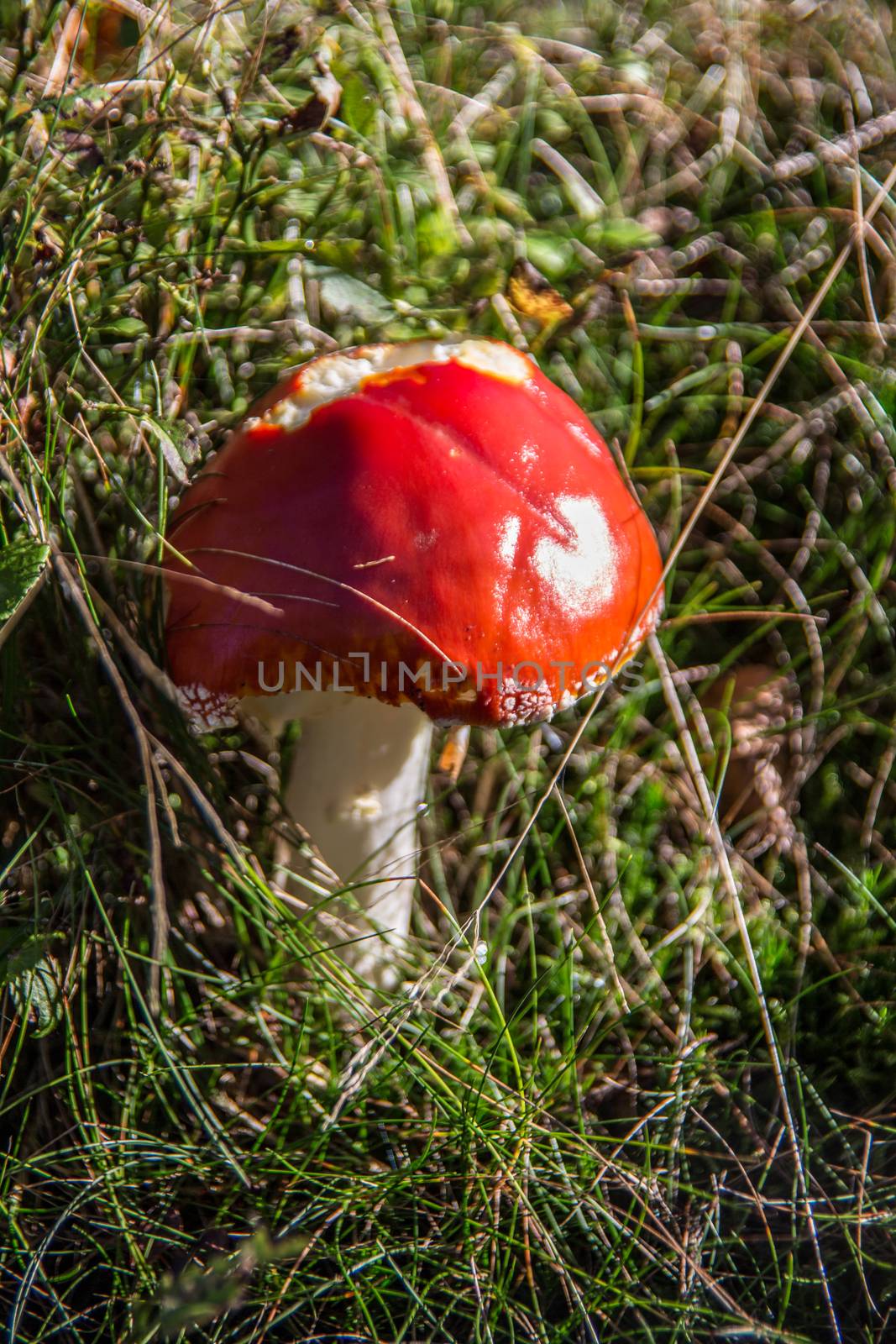 Toadstool with bright red cap in the grass by Dr-Lange