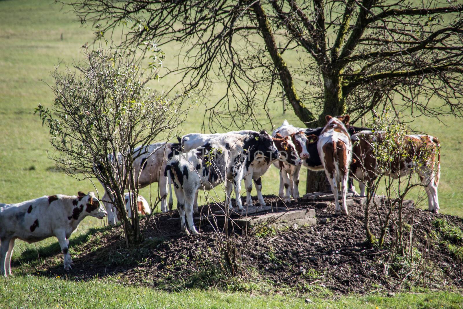Cows seek shade under tree