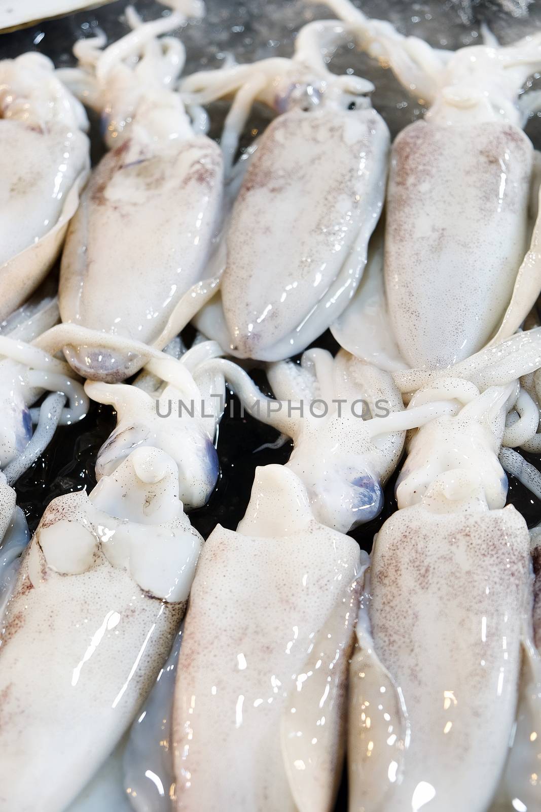 Fresh Squid in The Local Market by ponsulak