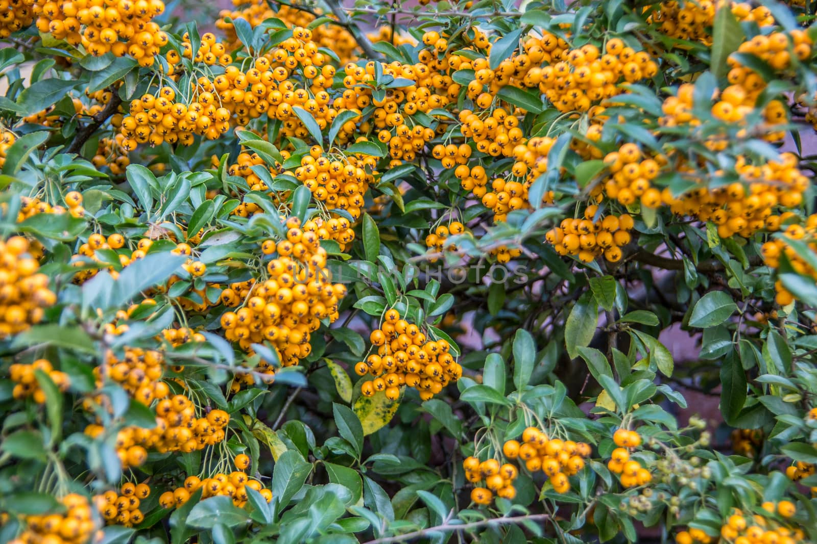evergreen shrub with yellow berries by Dr-Lange