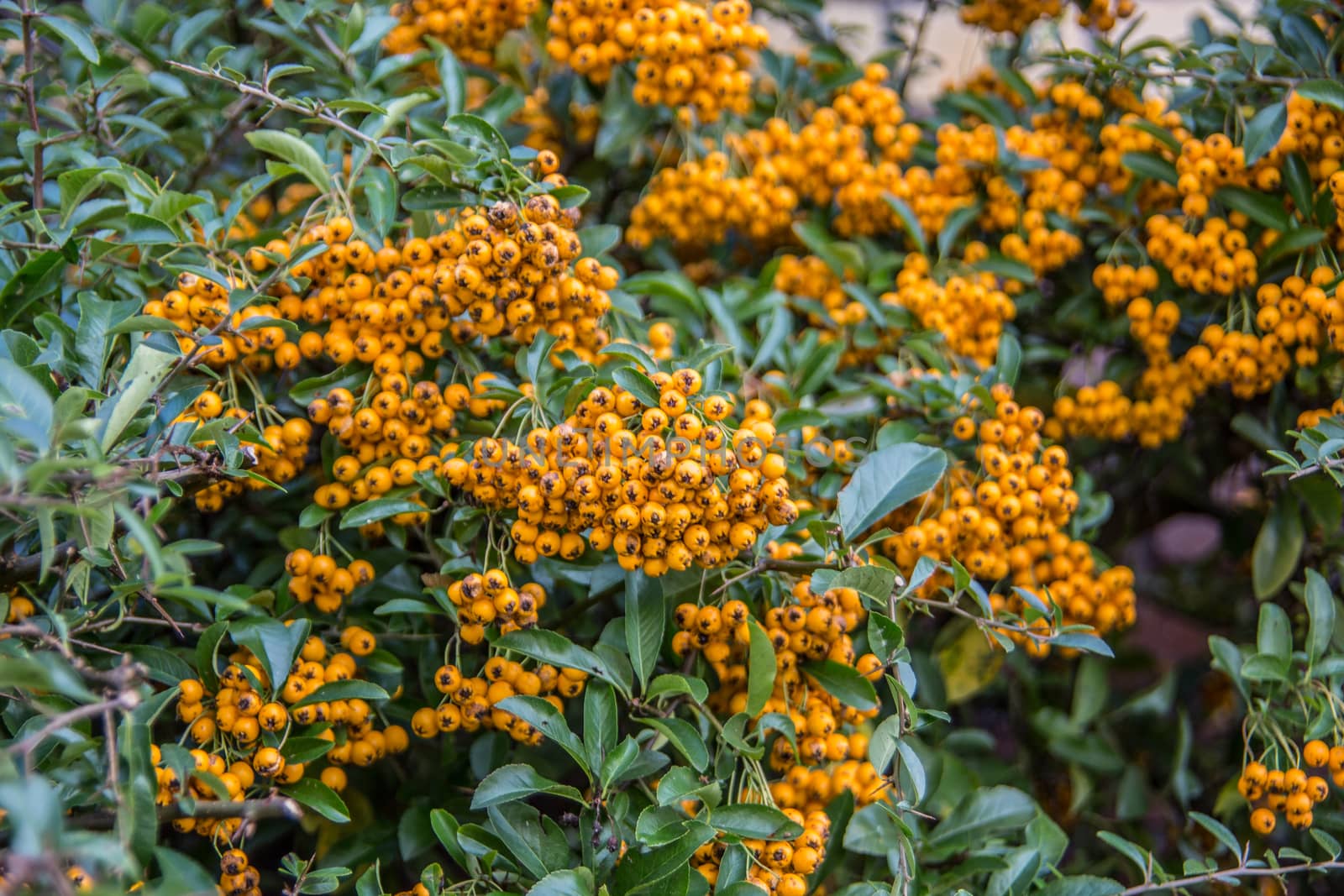 evergreen shrub with yellow berries by Dr-Lange