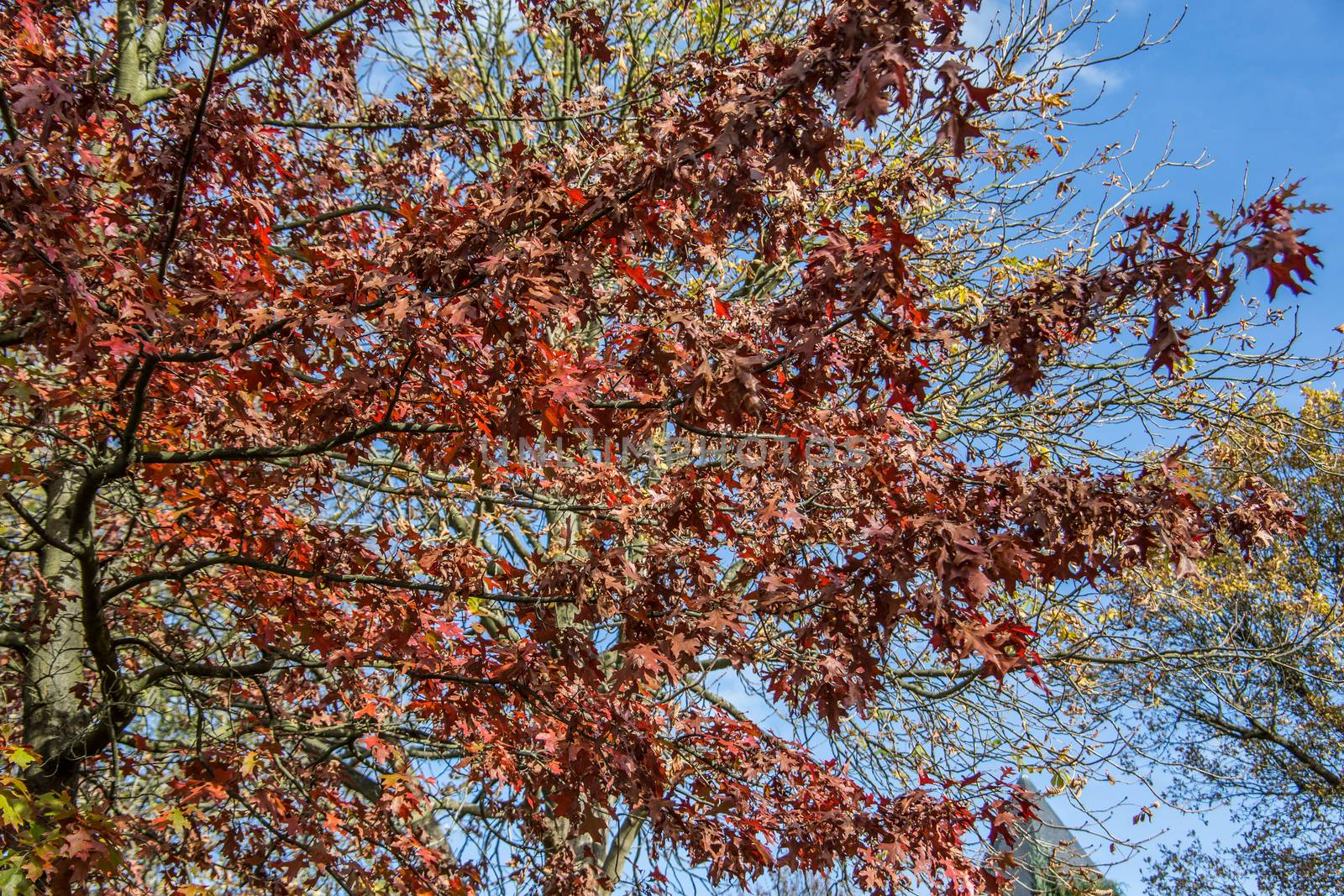 Norway maple and rowan tree tops with colorful leaves