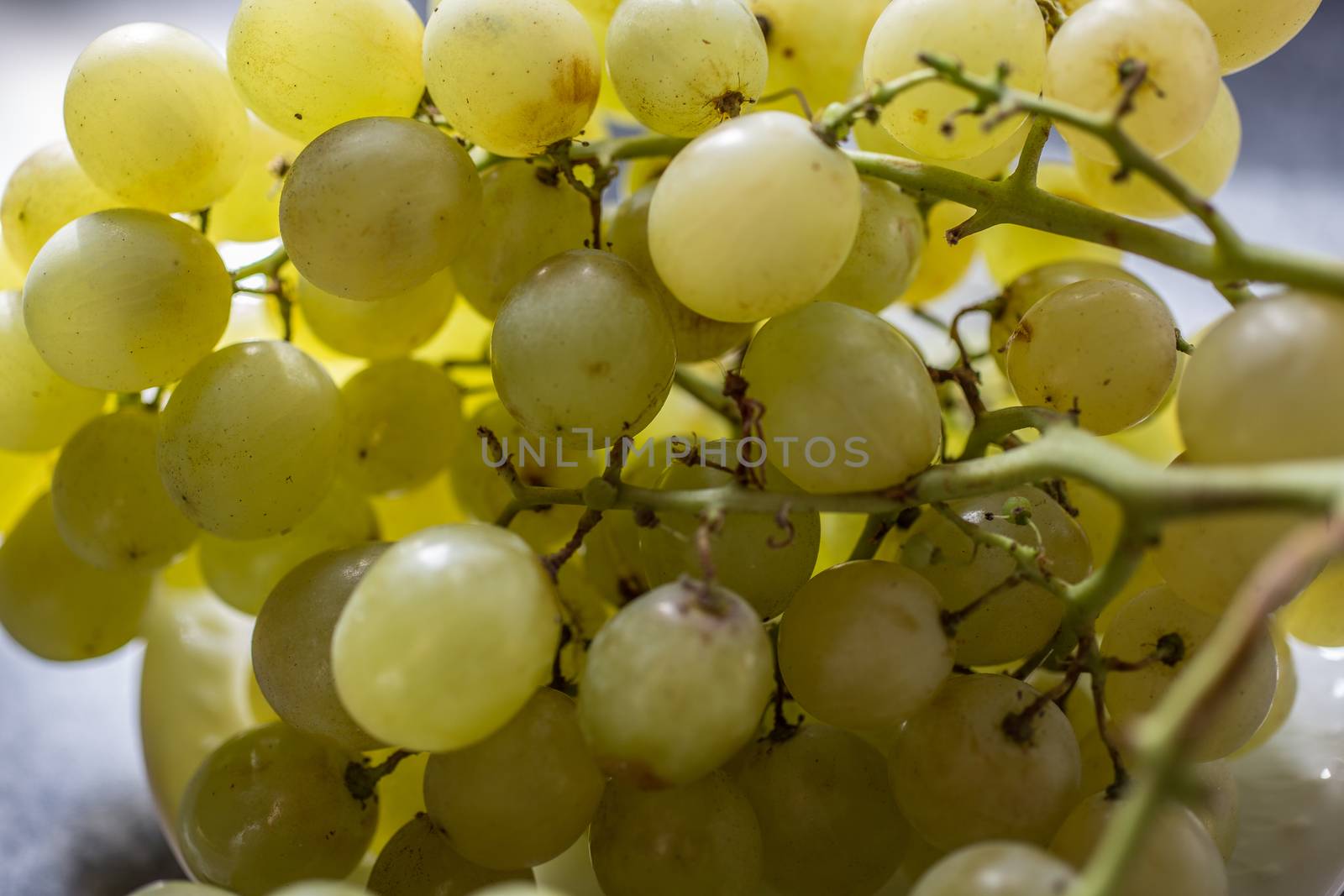 green wine grapes on a stick by Dr-Lange