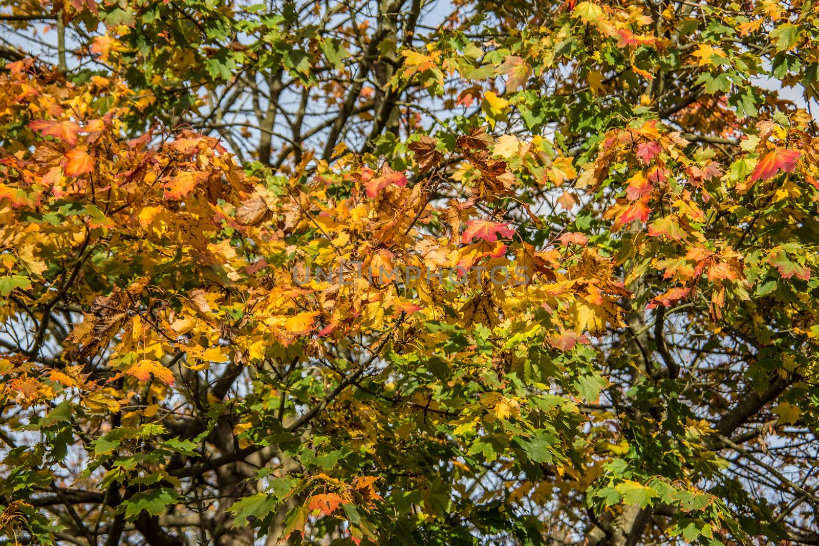 Norway maple and rowan tree tops with colorful leaves