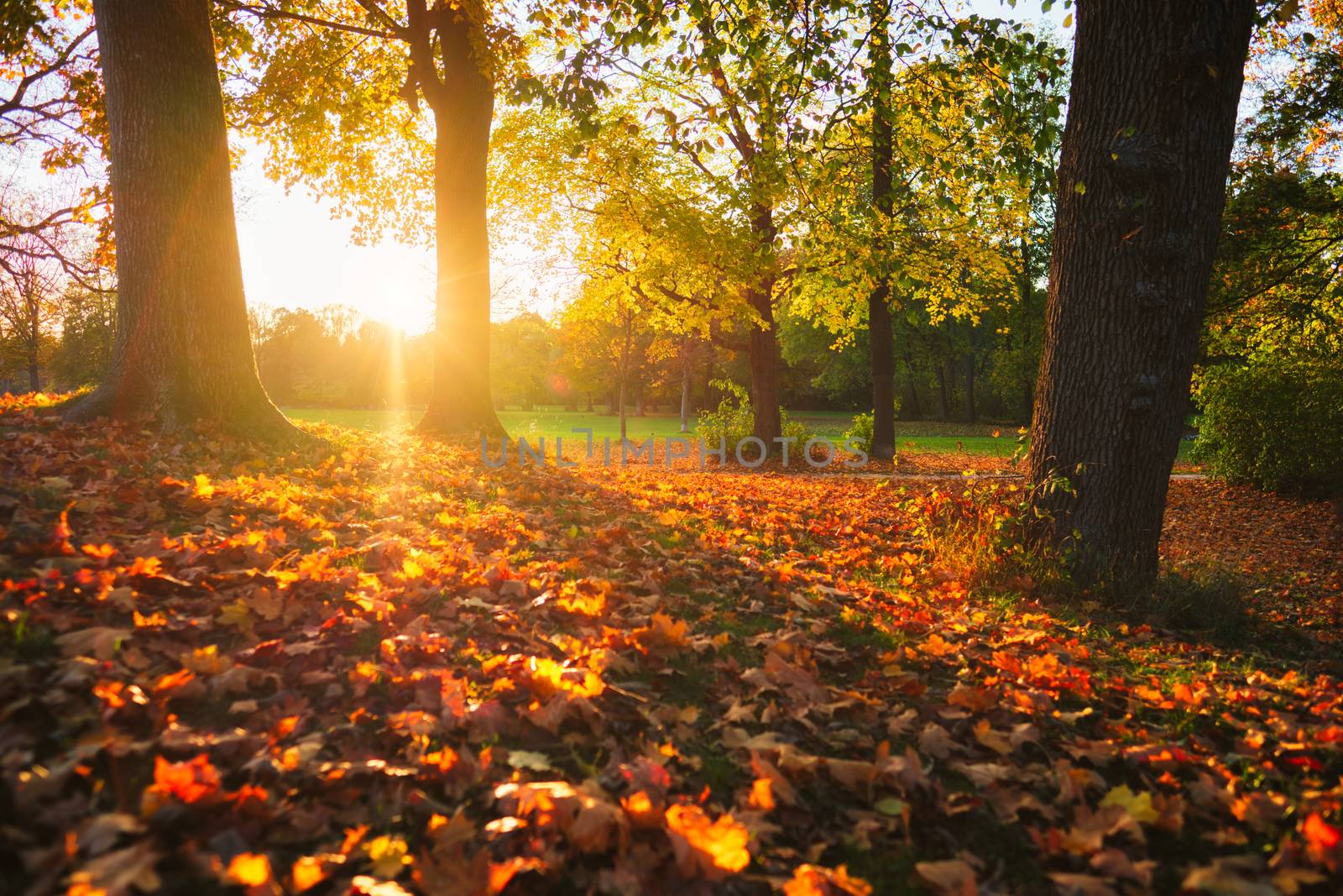 Golden autumn fall October in famous Munich relax place - Englischer Garten. English garden with fallen leaves and golden sunlight. Munchen, Bavaria, Germany