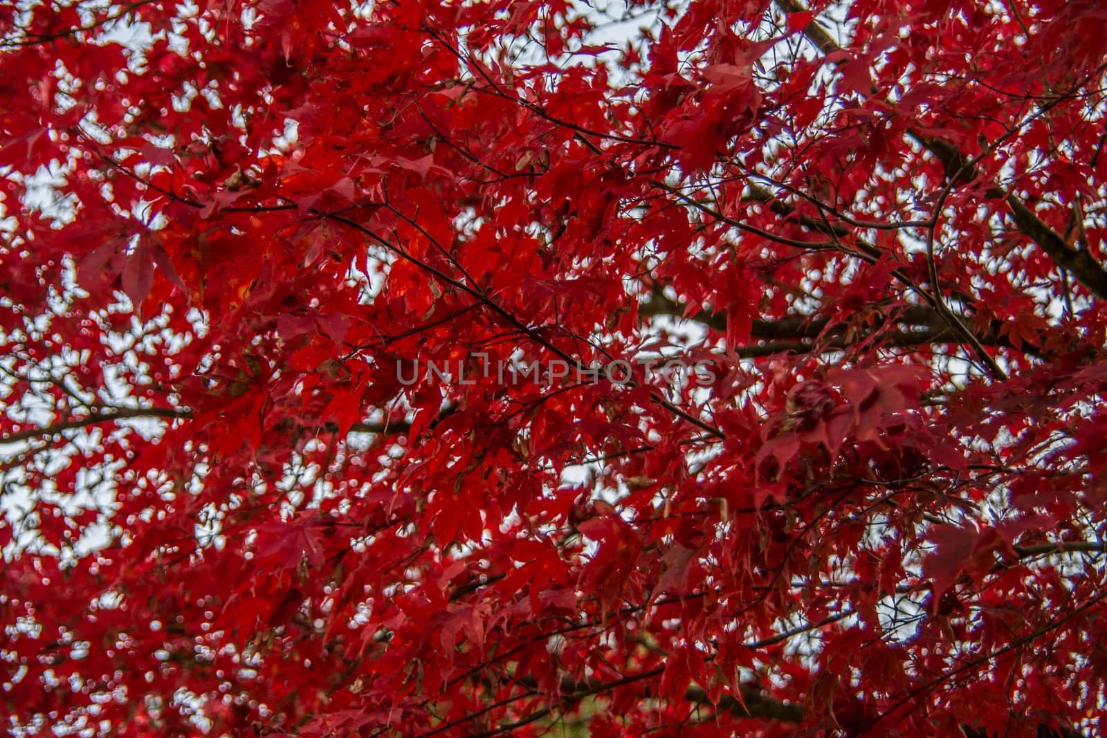 blood-red autumnal leaves on branches