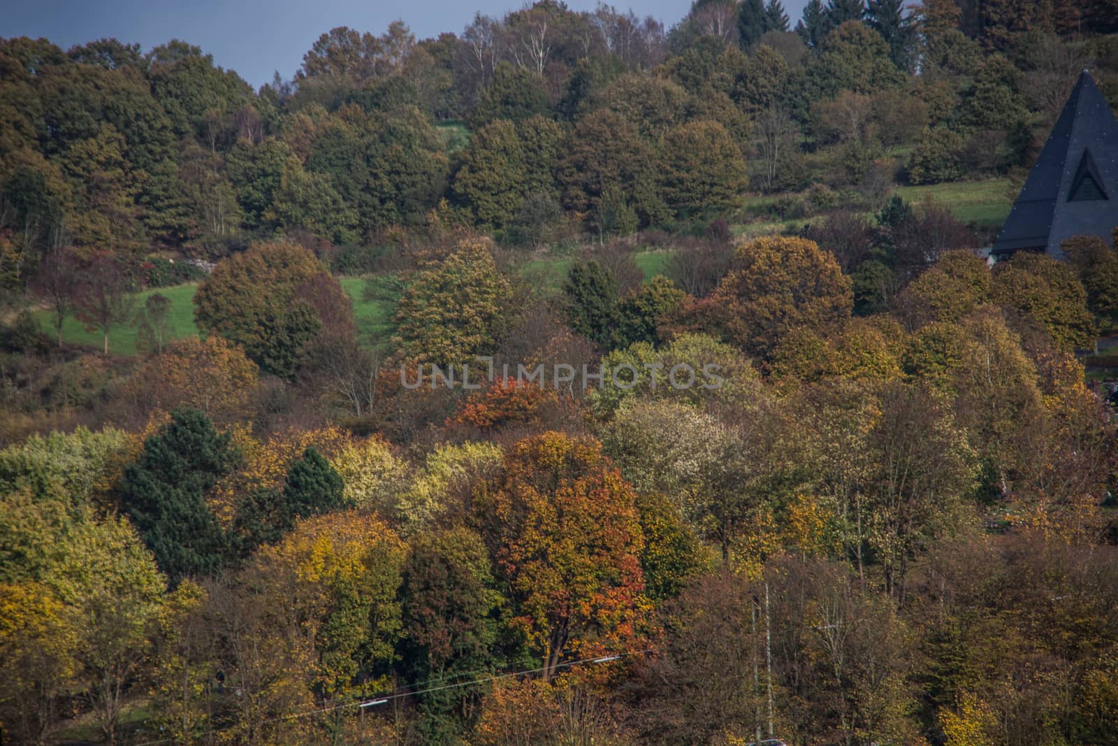 Forest with colorful autumn leaves