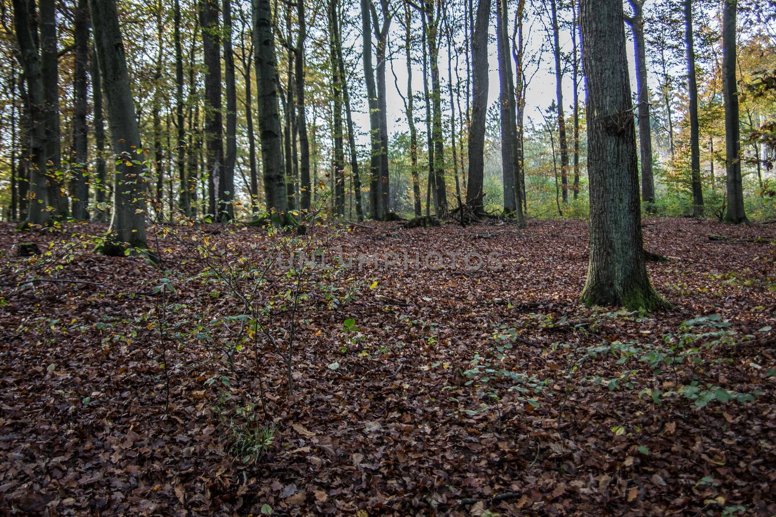 bright autumn forest with colorful foliage on forest floor