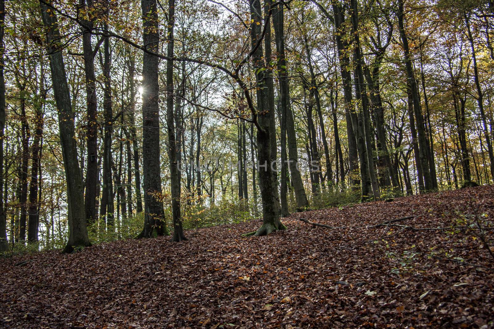 bright autumn forest with colorful foliage on forest floor