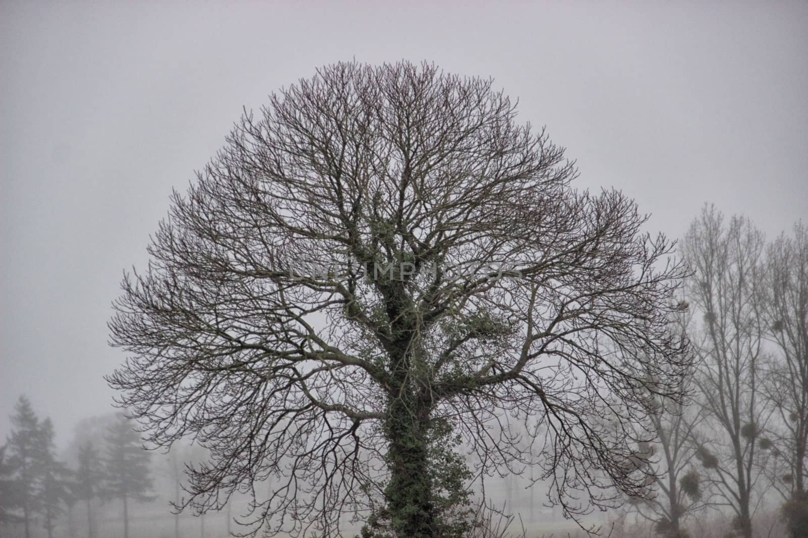 Winter countryside by MARphoto