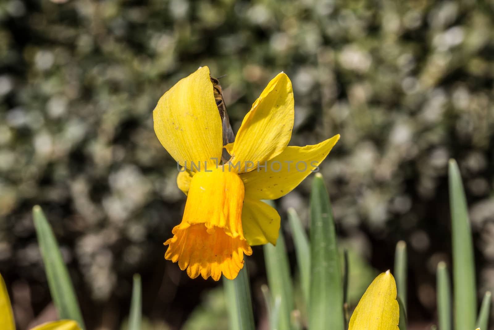 yellow daffodils or daffodils in spring