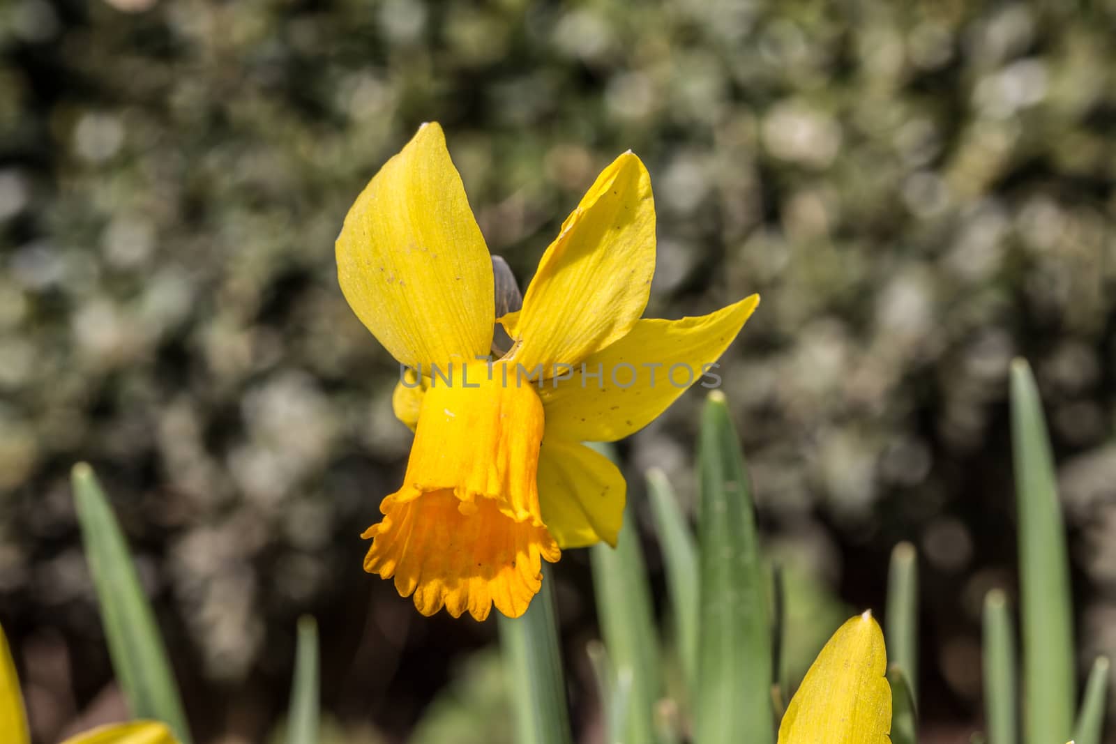 yellow daffodils or daffodils in spring