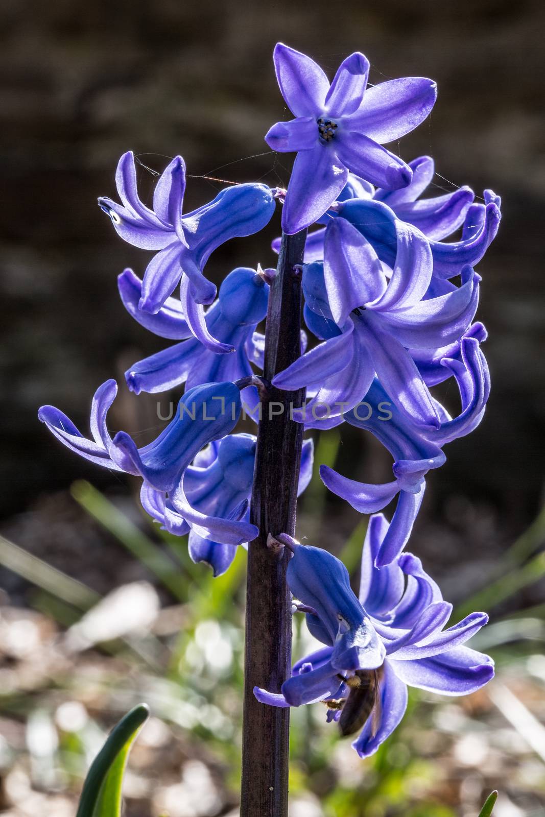 blue hyacinths in flower bed by Dr-Lange