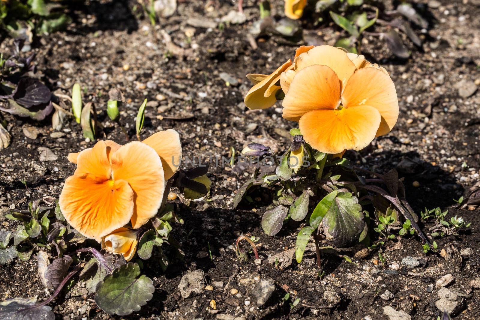 Ocher-colored primroses in a bed