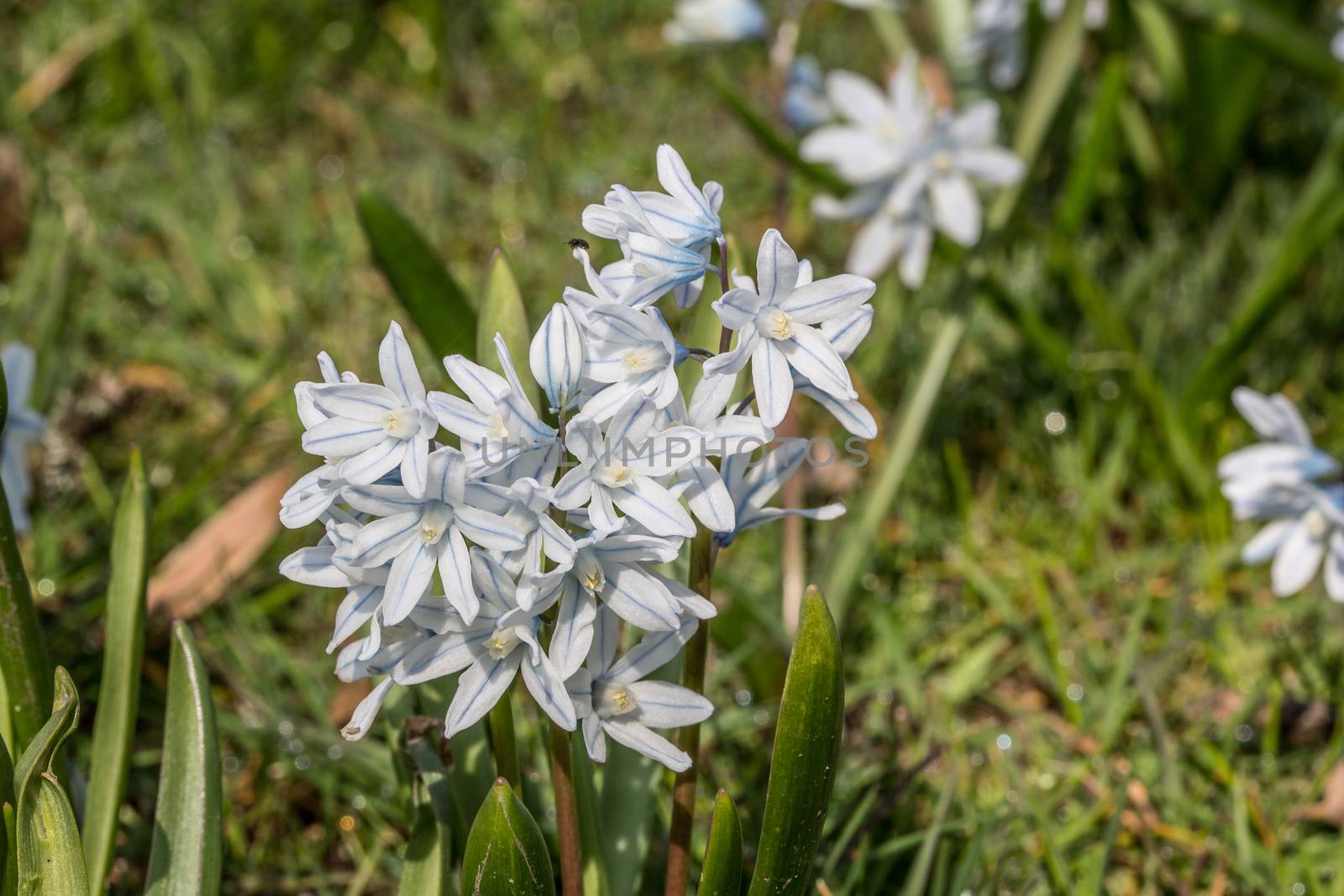 Umbel milk star with white flowers in the park