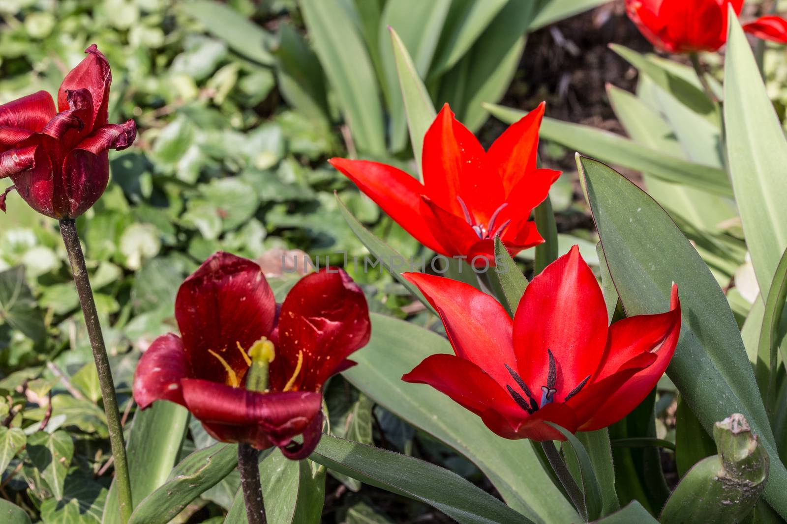 Tulips with anther and scar