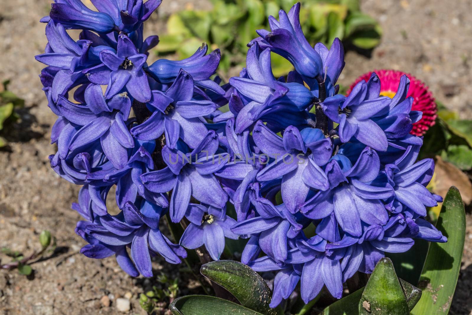 blue hyacinths in flower bed