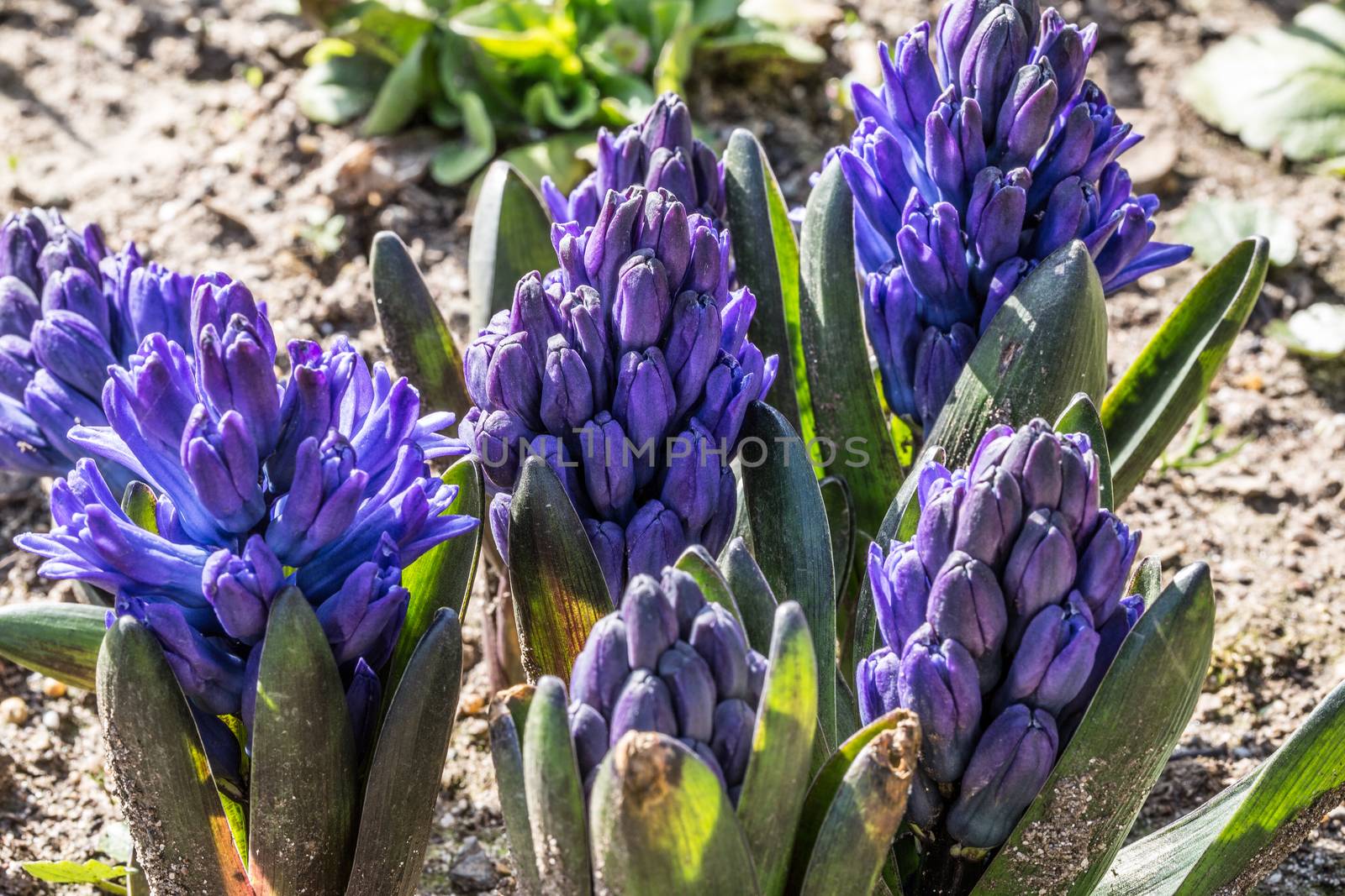 blue hyacinths in flower bed