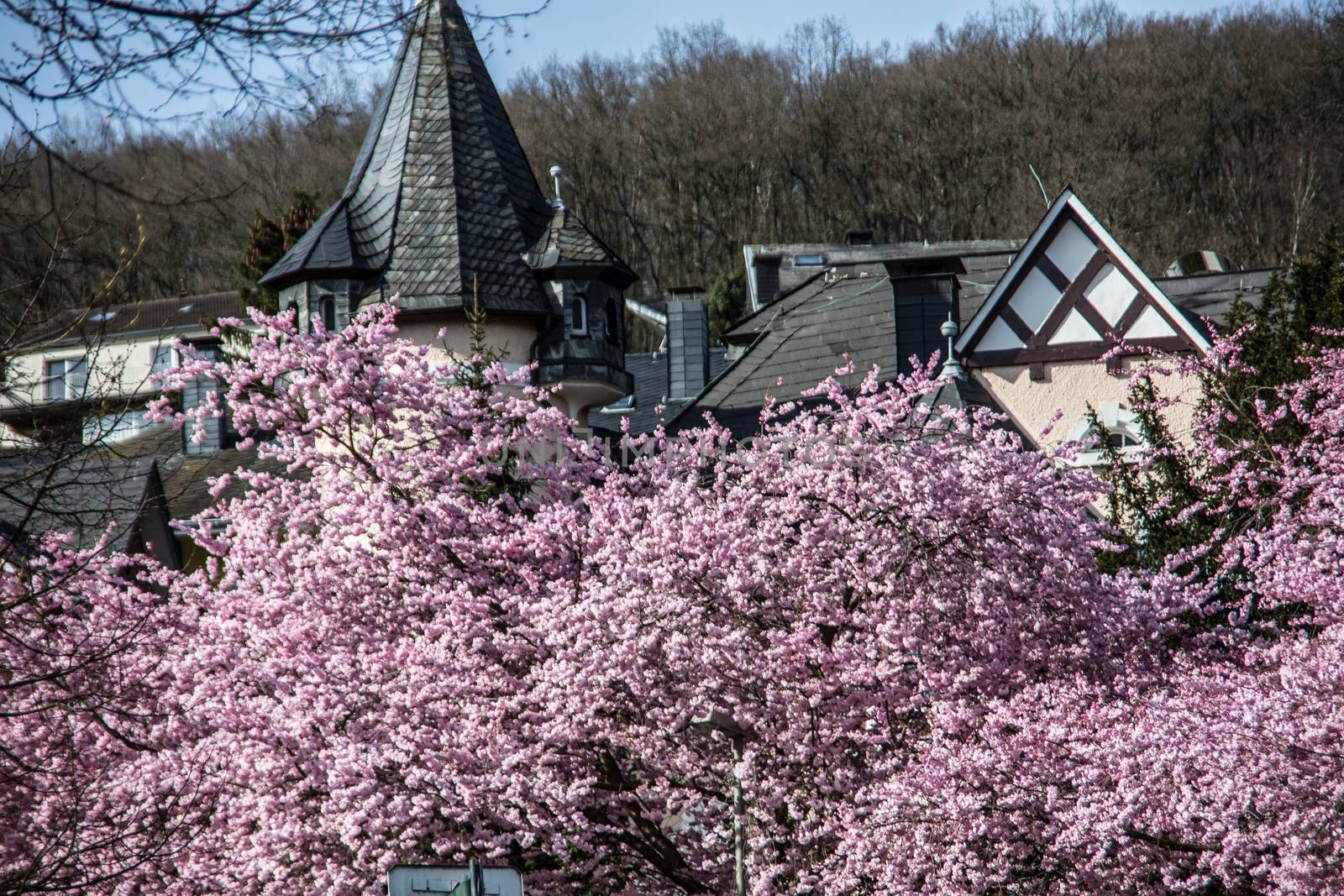 Japanese cherry blossom with pink flowers in spring