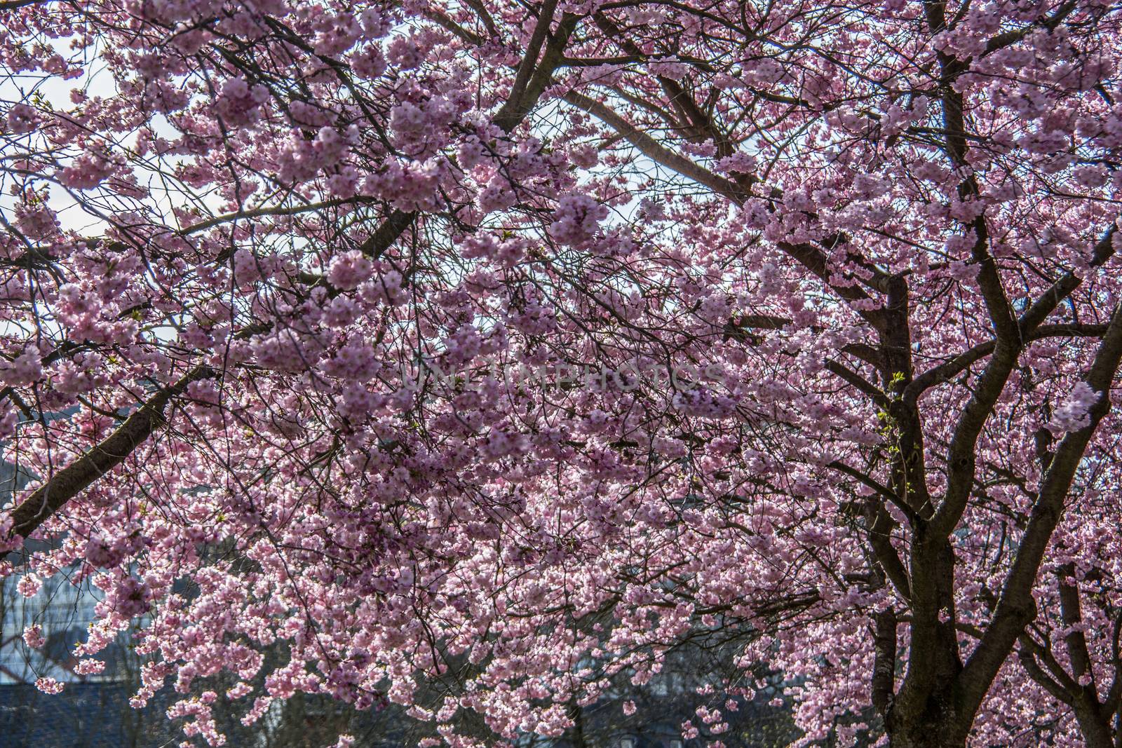 Japanese cherry blossom with pink flowers in spring