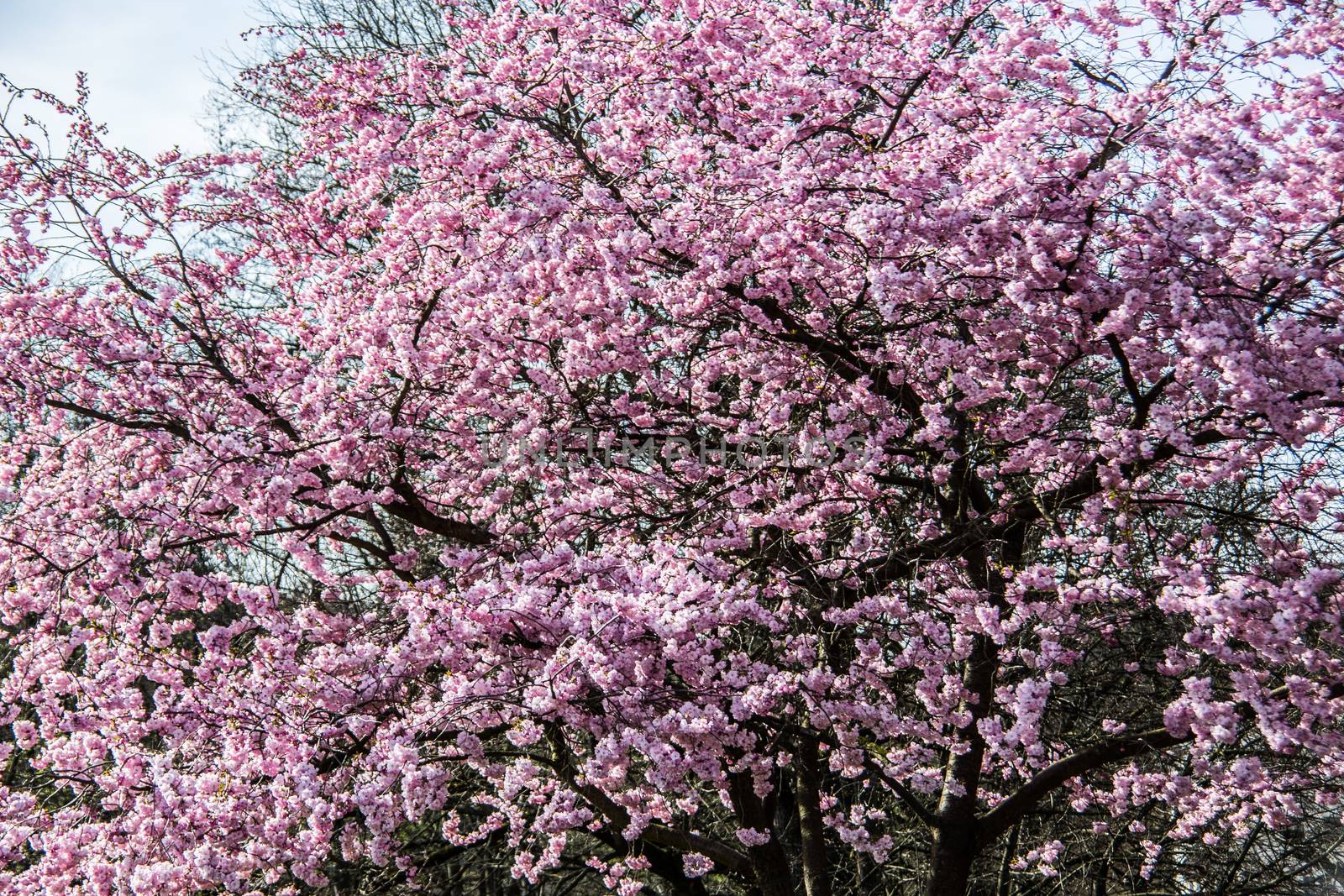 Japanese cherry blossom with pink flowers in spring by Dr-Lange