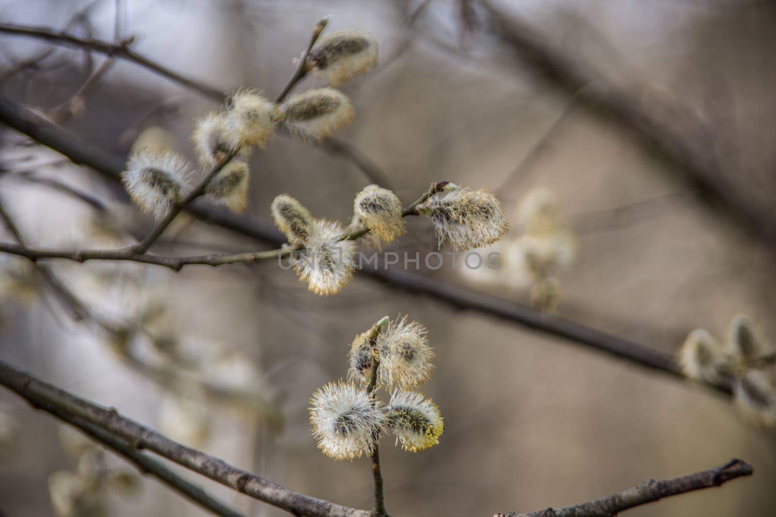 fluffy catkins in spring by Dr-Lange