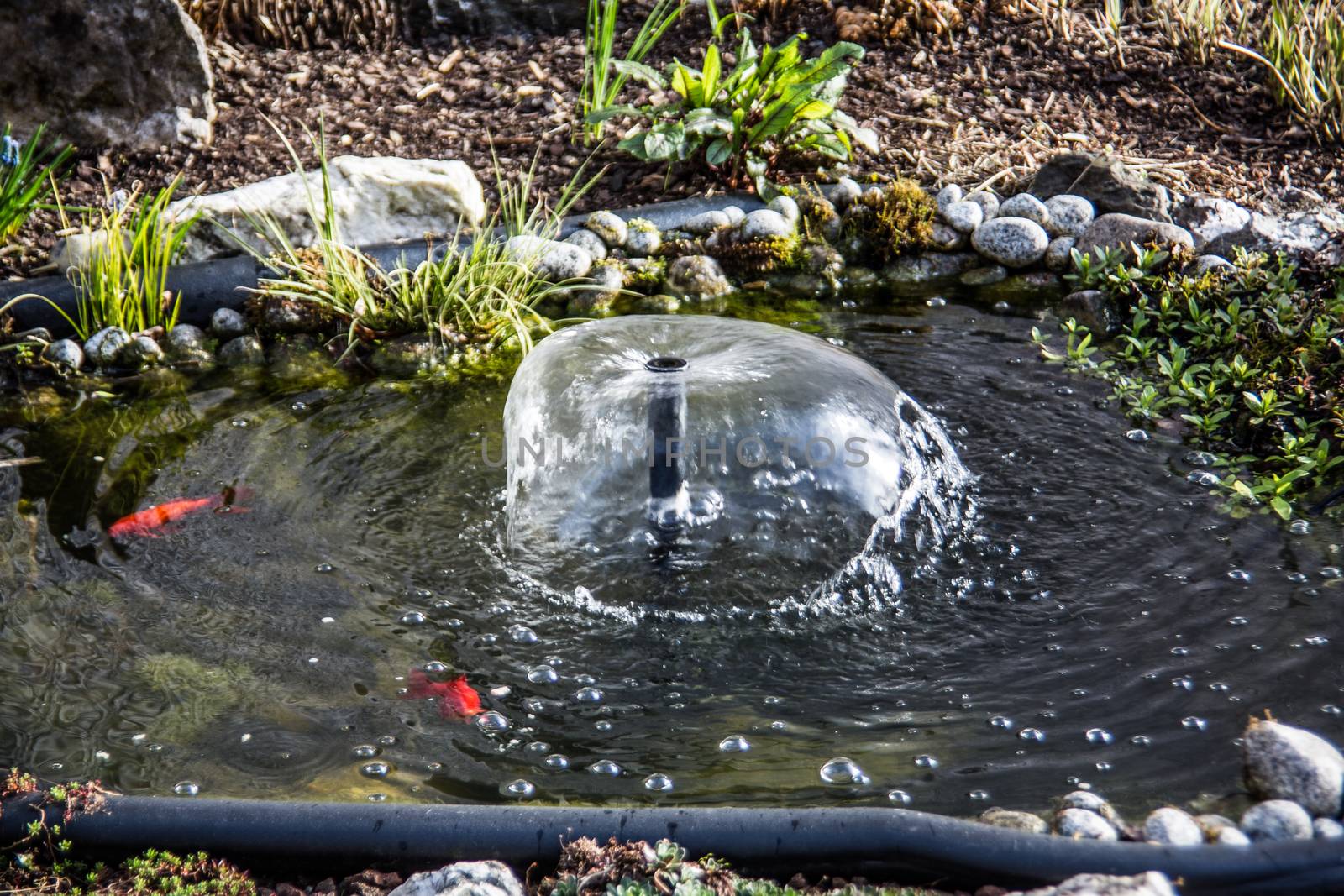 Goldfish pond with fish and water fountain