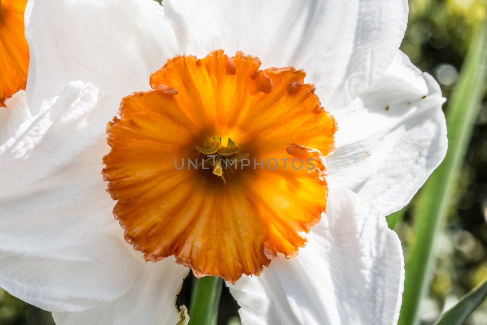 white-yellow daffodils in flower by Dr-Lange