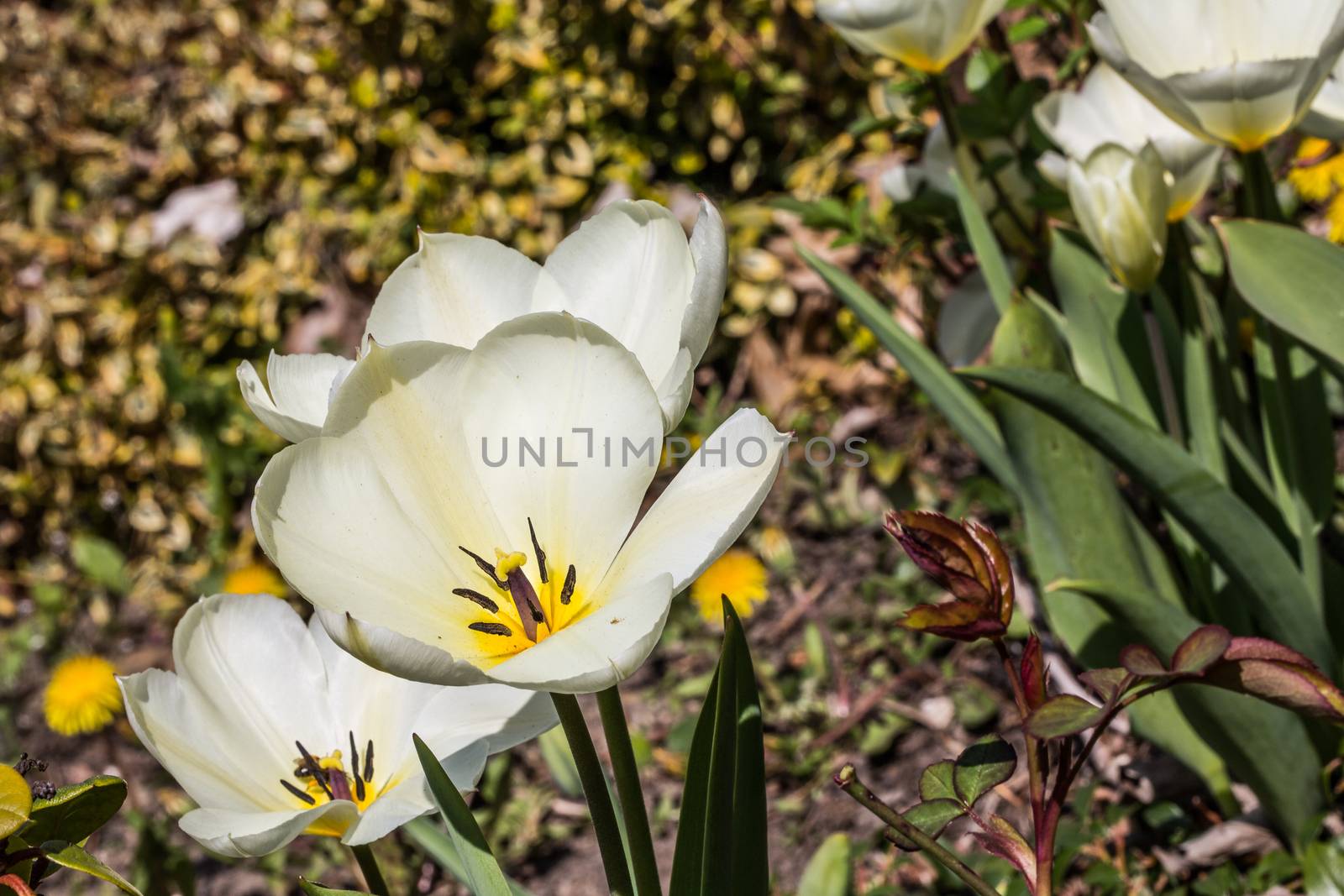 white tulips with anther and scar
