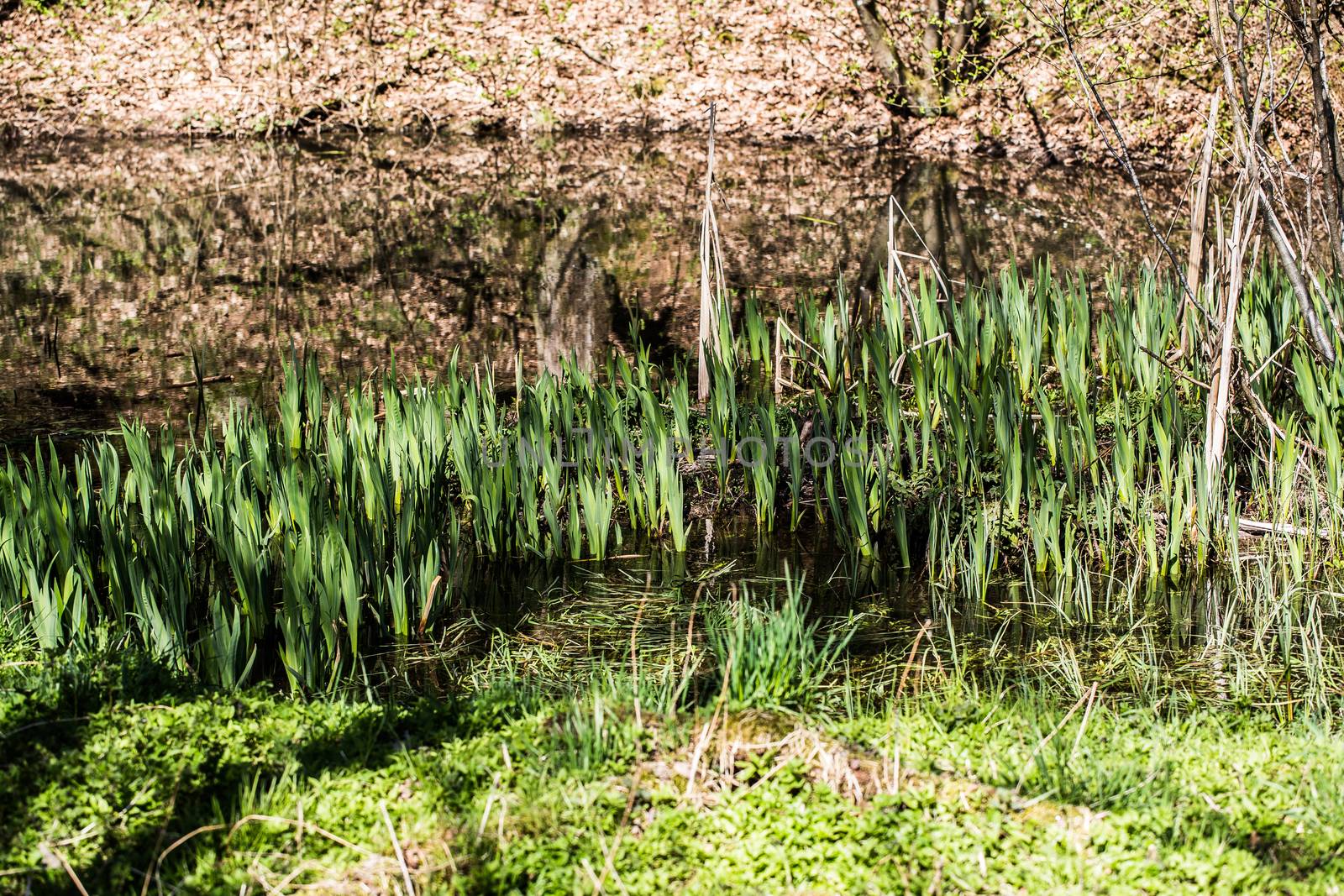 Pond with reeds and grass by Dr-Lange