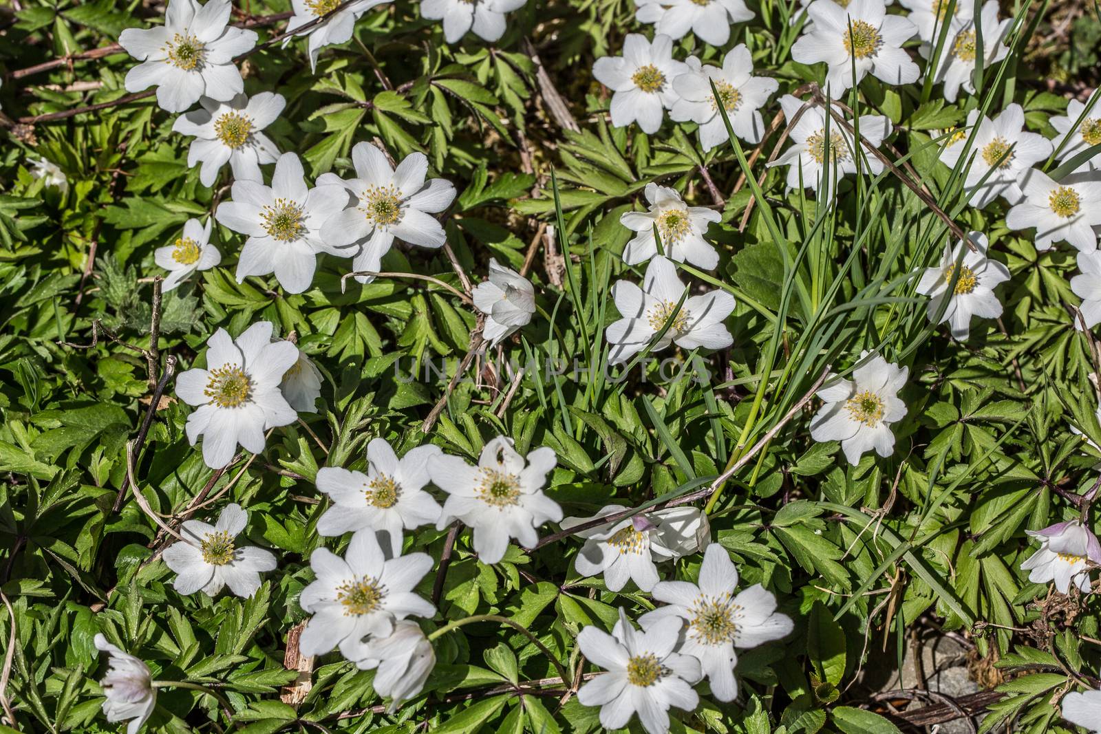Forest anemone with white flowers on the side of the path