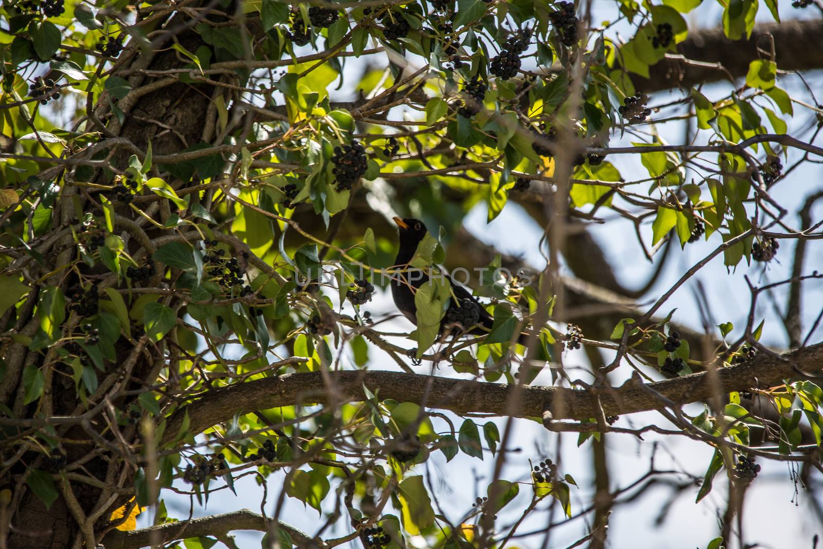 Blackbird sits in the tree in ivy