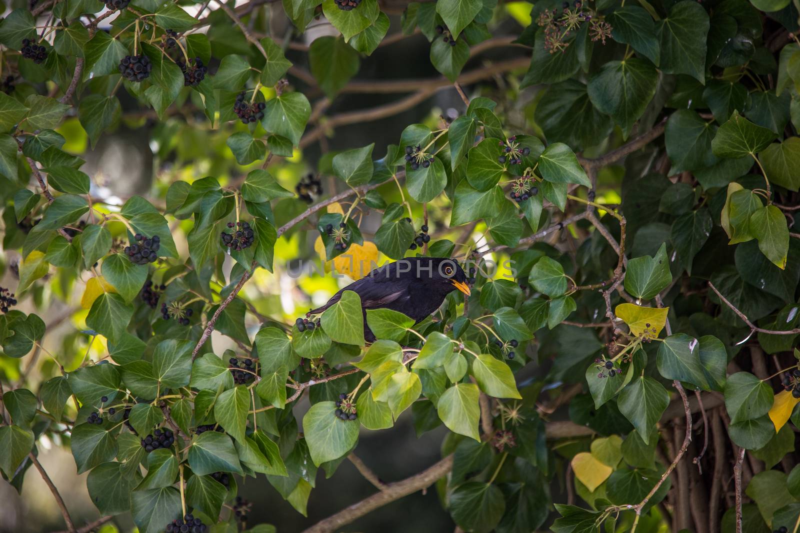 Blackbird sits in the tree in ivy